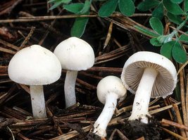 Inocybe_geophylla(fs-02).jpg