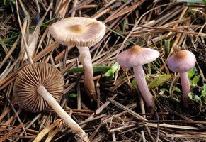 Inocybe_geophylla_lilacina(fs-01).jpg