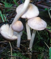 Inocybe_geophylla_lilacina(mgw-01).jpg