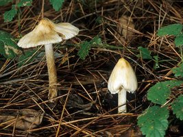 Inocybe_sororia(mgw-01).jpg