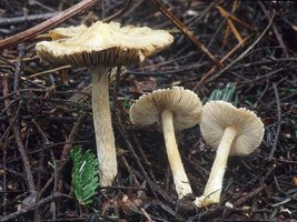 Inocybe_sororia(mgw-02).jpg