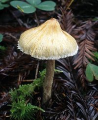 Inocybe_sororia(mgw-03).jpg