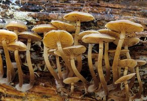 Kuehneromyces_vernalis(mgw-01).jpg