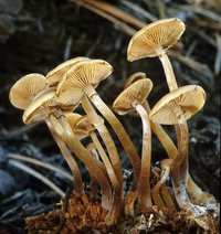 Kuehneromyces_vernalis(mgw-02).jpg