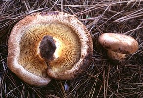 Paxillus_involutus(fs-01).jpg