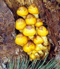 Pholiota_aurivella(fs-01).jpg