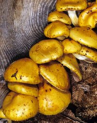 Pholiota_aurivella(mgw-01).jpg