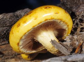 Pholiota_aurivella(mgw-02).jpg