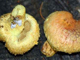 Pholiota_flammans(db-01).jpg