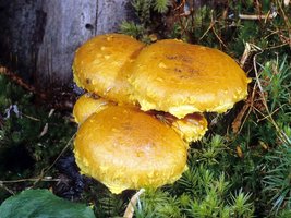 Pholiota_flammans(mgw-01).jpg