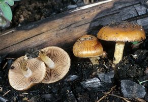 Pholiota_highlandensis(fs-01).jpg