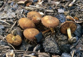Pholiota_highlandensis(mgw-01).jpg