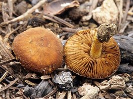 Pholiota_highlandensis(mgw-02).jpg