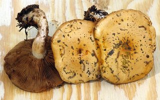 Pholiota_spumosa(mgw-01).jpg