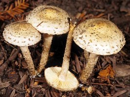 Pholiota_terrestris(mgw-01).jpg