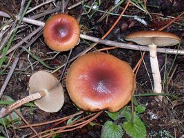 Pholiota_velaglutinosa(dd-2594).jpg