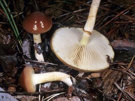 Pholiota_velaglutinosa(mgw-01).jpg