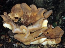 Tapinella_atrotomentosa(rp-01).jpg