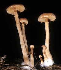 Tubaria_confragosa(mgw-03).jpg