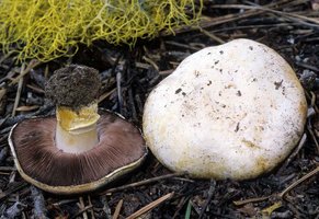 Agaricus_albolutescens(mgw-01).jpg