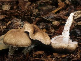 Agaricus_arorae(mgw-01).jpg