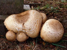 Agaricus_augustus(mgw-01).jpg