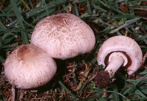 Agaricus_bisporus(fs-02).jpg