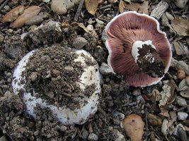 Agaricus_bitorquis(nw-01).jpg