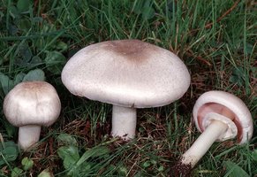 Agaricus_californicus(fs-04).jpg