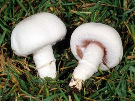 Agaricus_campestris(fs-03).jpg