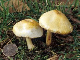 Agaricus_comtulus(fs-01).jpg