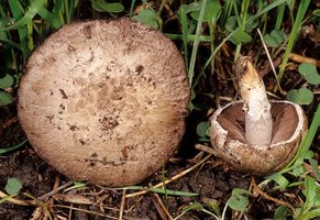 Agaricus_cupreobrunneus(mgw-01).jpg