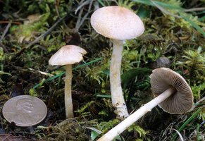 Agaricus_diminutivus(fs-01).jpg