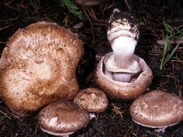 Agaricus_fusco-fibrillosus(mgw-02).jpg