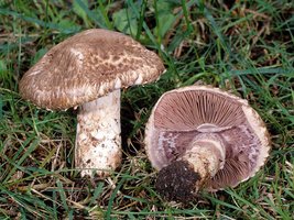 Agaricus_fuscovelatus(fs-02).jpg