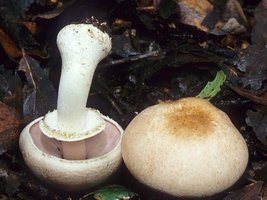 Agaricus_hondensis(mgw-06).jpg