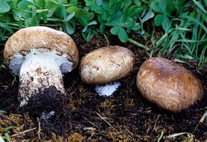 Agaricus_lilaceps(fs-02).jpg