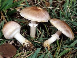 Agaricus_micromegathus(fs-02).jpg