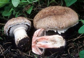 Agaricus_pattersonae(mgw-10).jpg