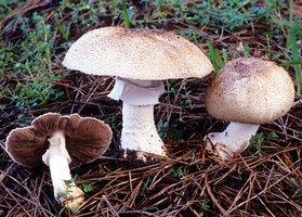 Agaricus_perobscurus(fs-02).jpg