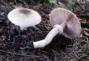 Agaricus_praeclaresquamosus(mgw-02).jpg