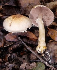 Agaricus_semotus(mgw-05).jpg