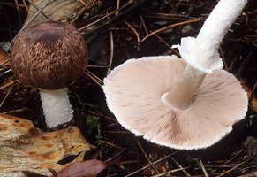 Agaricus_subrutilescens(mgw-06).jpg