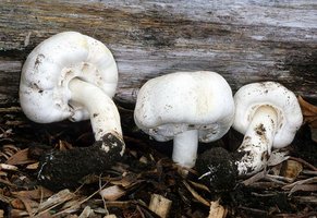 Agaricus_xanthodermus(mgw-01).jpg