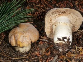 Cortinarius_caperatus(mgw-01).jpg