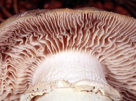 Cortinarius_caperatus(mgw-02).jpg