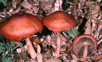 Hypholoma_aurantiaca(fs-02).jpg