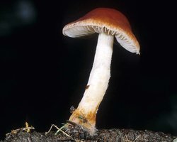 Hypholoma_aurantiaca(mgw-01).jpg