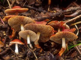 Hypholoma_aurantiaca(mgw-03).jpg