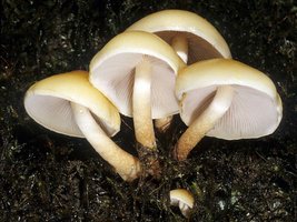 Hypholoma_capnoides(mgw-01).jpg